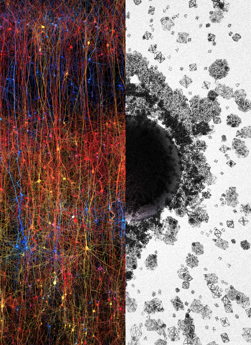 Blue Brain Team Discovers a Multi-Dimensional Universe in Brain Networks