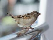 Sparrow-city-pollution-diet