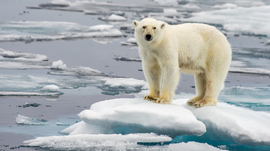 Frontiers in Marine Science: Traditional knowledge sheds light on climate change and polar bear ecology in East Greenland