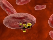 3D illustration of red blood cells, plasmodium causing malaria illness