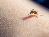 Mosquito potentially carrying malaria on skin
