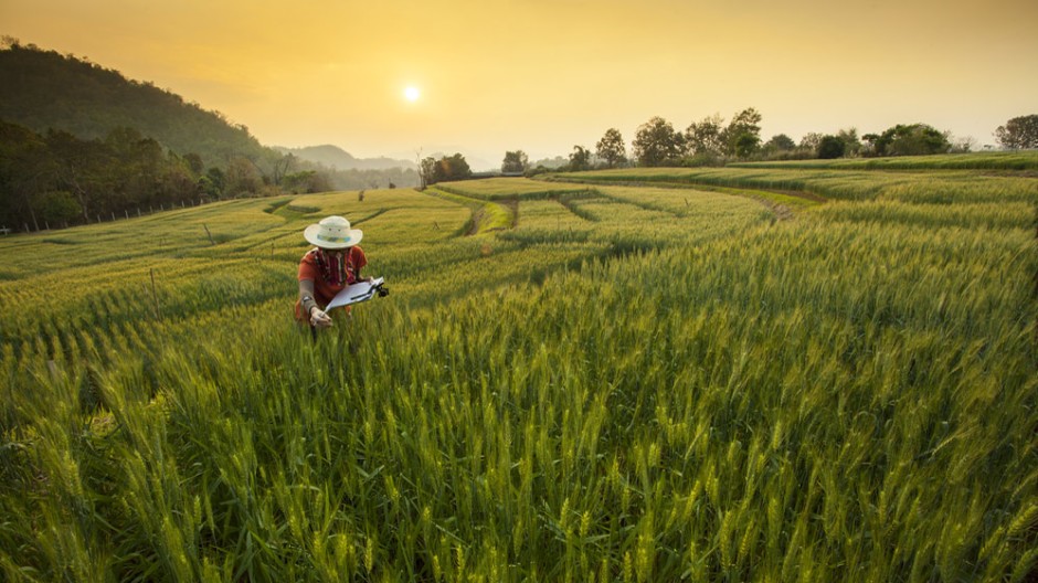 Image of a researcher in field. Researchers propose a new analytical framework for studying the global food system, encompassing four research areas: agricultural ecology, equity in global and local food systems, the cultural dimensions of food and agriculture, and human health: Frontiers in Sustainable Food Systems.