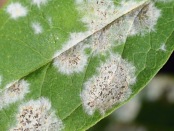 Image of plant leaf with fungus infection: The finding that anti-cancer drugs help plants fight disease could lead to new treatments for fungal and other plant pathogens: Frontiers in Plant ScienceThe finding that anti-cancer drugs help plants fight disease could lead to new treatments for fungal and other plant pathogens: Frontiers in Plant Science