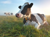Image of a cow in a field. A fast new way of checking nutrient levels in grasslands allows farmers to quickly monitor changes in pasture nutrients and adapt their animals' grazing methods accordingly: Frontiers in Sustainable Food Systems
