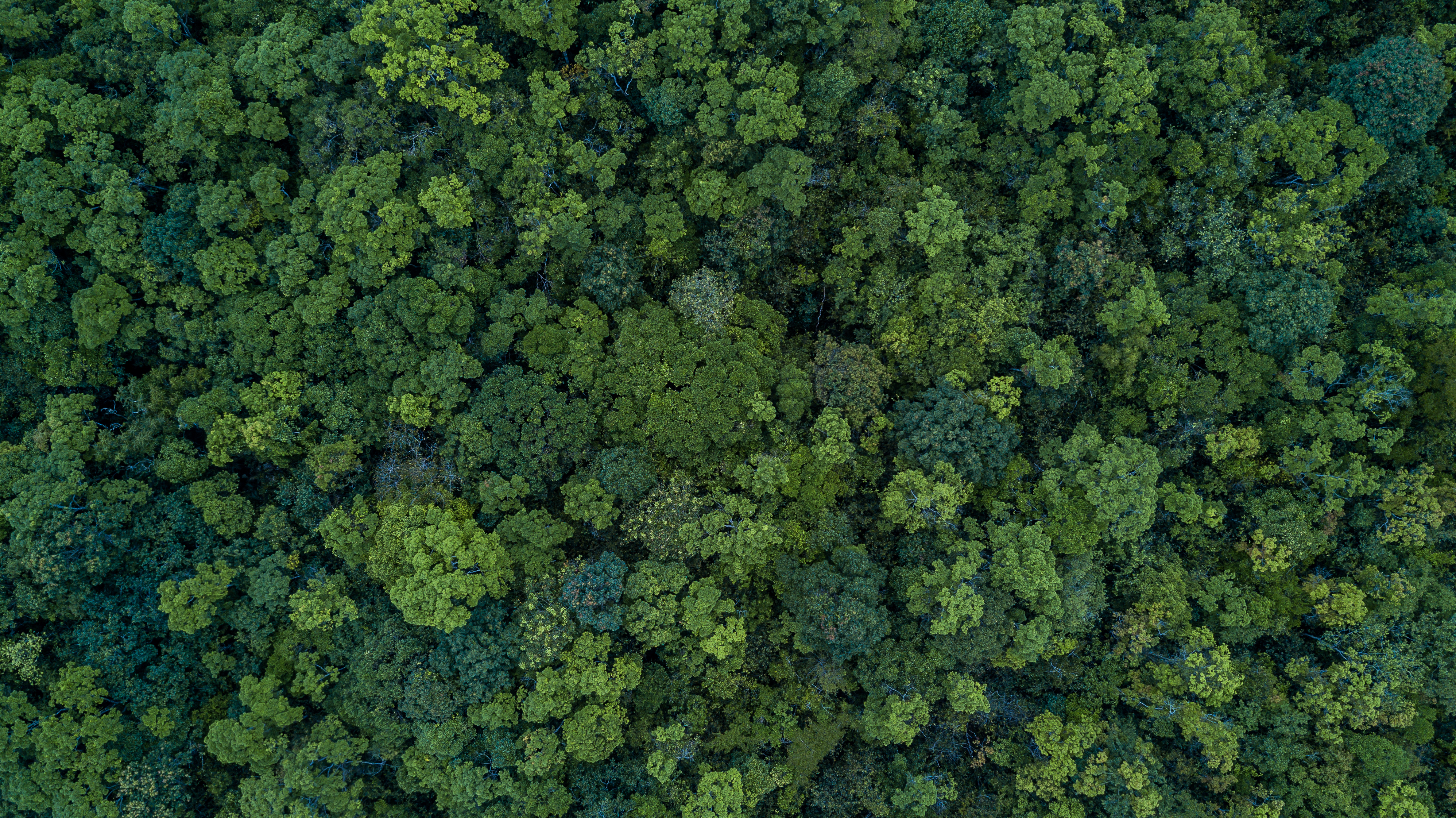 What is the state of the world's forests?