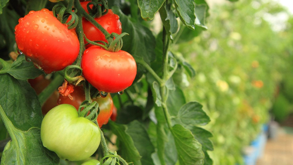 Frontiers in Plant Science: Spraying crops with the tomato compound hexenyl butyrate could be a cheap, safe and straightforward means to prevent bacterial infection and improve drought tolerance