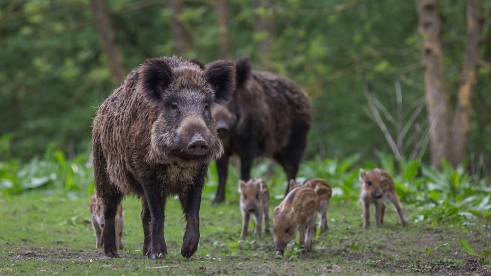 Frontiers in Veterinary Science: New study shows wild boar can be immunized against the most significant worldwide threat to the swine industry by a vaccine administered via their food
