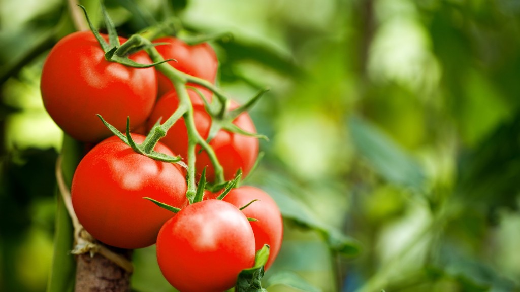 Tomato fruits send electrical warnings to the rest of the plant when attacked by insects, finds new study in Frontiers in Sustainable Food Systems